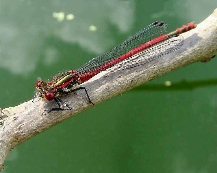 large red damselfly